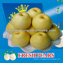 Краун груши / Huangguan груша / азиатские Золотые груши фрукты из Китая